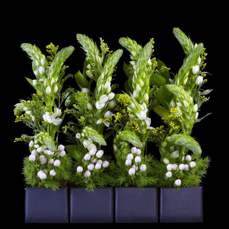 Ornithogalum