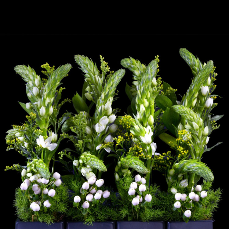 Ornithogalum